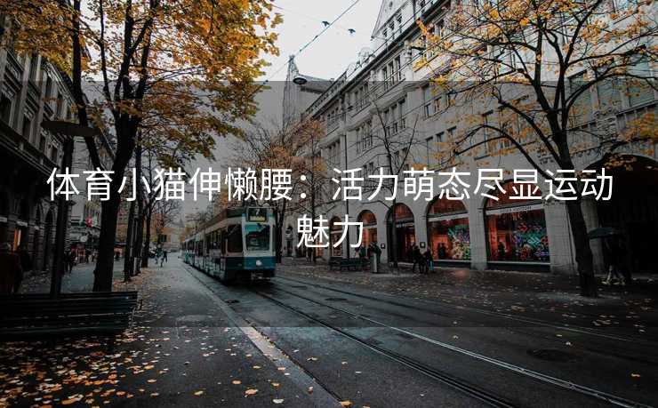 体育小猫伸懒腰：活力萌态尽显运动魅力